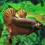venta de peces bettas online