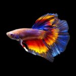 venta-de-peces-bettas-online-1-1