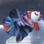 venta-de-peces-bettas-online-Macho-HM-PK-1-1